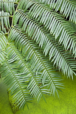 Tropical fern above algae covered pond