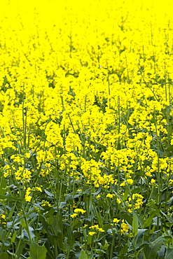 Oilseed rape crop, Brassica napus, in landscape at Swinbrook in the Cotswolds, Oxfordshire, UK