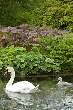 Female mute swan, Cygnus olor, and her cygnet in Southrop in the Cotswolds, Gloucestershire, UK