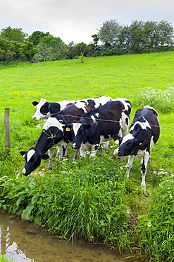 Holstein-Friesian cows in meadow by a stream at Swinbrook in The Cotswolds, Oxfordshire