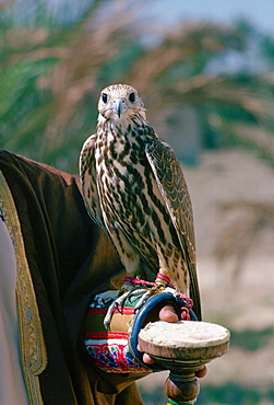 Falcon in Bahrain with Jesses around its feet