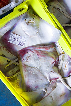 Fresh fish at Confradia de Pescadores de Luarca, Confederation of Luarca Fishermen, at Puerto Luarca in Asturias, Spain