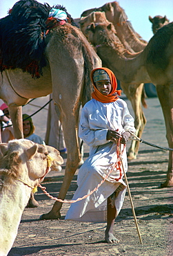 A young camel boy, wearing an arab scarf head-dress, left in charge of camels while the camel train stops for a break, is standing on one leg while resting  the other one at Al Ain, Abu Dhabi, United Arab Emirates.