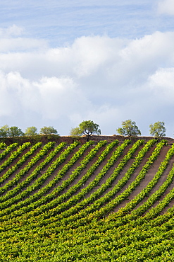 Rioja Vineyard on Ruta Del Vino wine route near Marques de Riscal in La Rioja-Alavesa area of Northern Spain