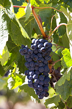 Marques de Riscal black grapes for Rioja red wine at Elciego in Rioja-Alaveda area of Basque country, Spain