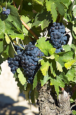 Marques de Riscal black grapes for Rioja red wine at Elciego in Rioja-Alaveda area of Northern Spain