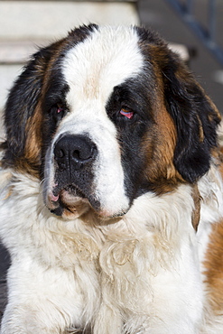 St Bernard rescue dog in the Spanish Pyrenees mountain, Northern Spain