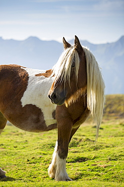 Horse in Vallee d'Ossau near Laruns in Parc National des Pyrenees Occident, France