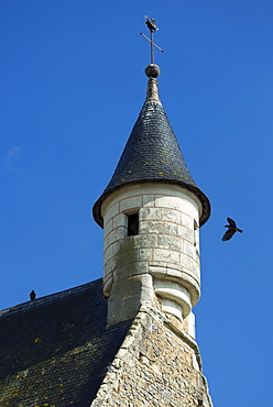 Pair of Jackdaws, Corvus monedula, nesting in a turret in Parce-Sur-Sarthe, France