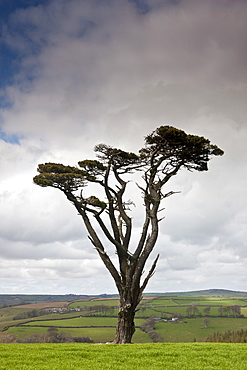 Lone Scots Pine on Bodmin Moor, Cornwall, England, UK