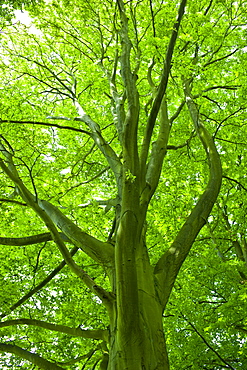 Avenue of Beech trees, Asthall, the Cotswolds, Oxfordshire, UK