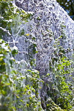 Larvae stage of Tent Moth, Eastern Tent Caterpillars, make tent of silk on host hedgerow in County Cork, Ireland