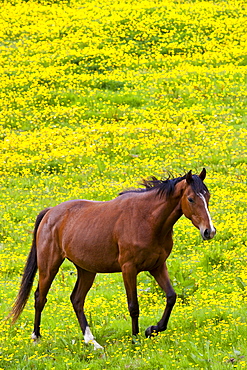 Dark bay Irish thoroughbred horse strolling in buttercup meadow in County Cork, Ireland