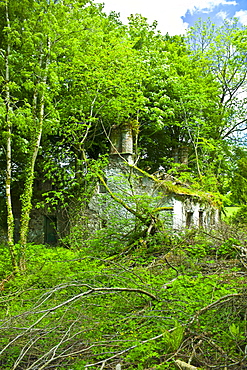 Derelict traditional period old stone cottage overgrown and in need of renovation at Tallow, County Waterford, Ireland