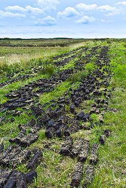 Turf laid out to dry at Mountrivers peat bog, County Clare, West of Ireland