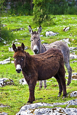 Traditional Irish brown and grey donkeys in The Burren, County Clare, West of Ireland