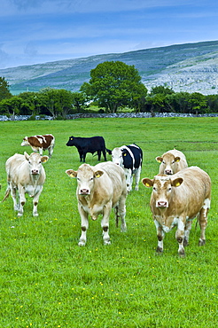 Cattle with The Burren karst landscape behind, County Clare, West of Ireland