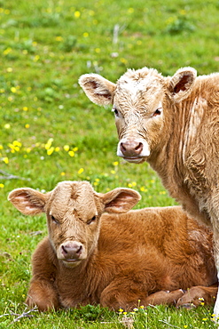 Young brown calves in buttercup meadow, County Clare, West of Ireland