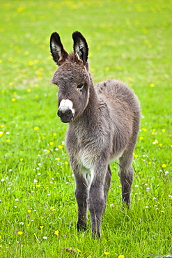 Donkey foal in Connemara, County Galway, Ireland