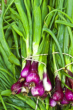 Red scallions spring onions on sale at farmers market, County Clare, West of Ireland