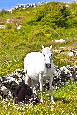 Connemara pony grey mare and foal in buttercup meadow, Connemara, County Galway, Ireland