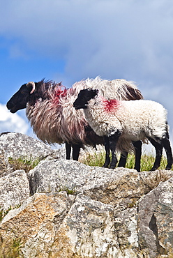 Black-faced mountain sheep and lamb on the bog road near Roundstone, County Galway, Ireland