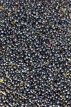 Merlot grapes harvested at vendange at Chateau Fontcaille Bellevue in Bordeaux wine region of France