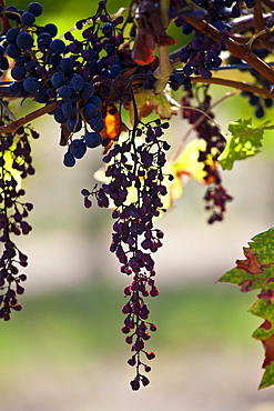 Withered Merlot grapes on an ancient vine at Chateau Fontcaille Bellevue, in Bordeaux region of France