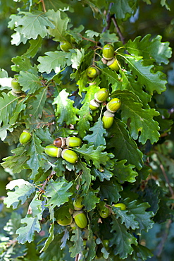 Acorns on oak tree Bordeaux region, France