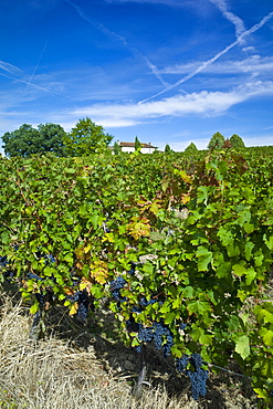 Cabernet Sauvignon grapes ripe for harvesting at Chateau Fontcaille Bellevue in Bordeaux wine region of France