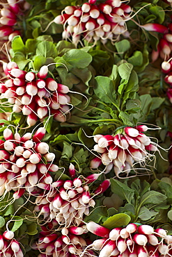 Bunches of radishes at food market in Bordeaux region of France