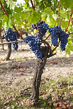 Merlot grapes on ancient vine at Chateau Lafleur at Pomerol in the Bordeaux region of France