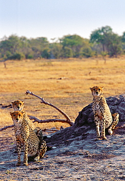 Cheetahs in Moremi National Park, Botswana