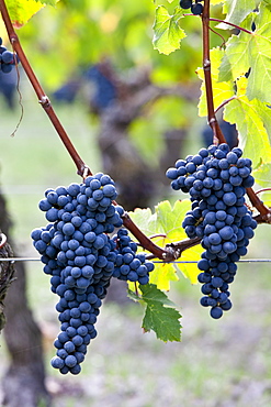 Ripe Cabernet Franc grapes on ancient vine in sandy soil at Chateau Cheval Blanc in St Emilion in the Bordeaux region of France