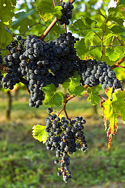 Ripe Merlot grapes on an ancient vine at Chateau Fontcaille Bellevue, in Bordeaux region of France