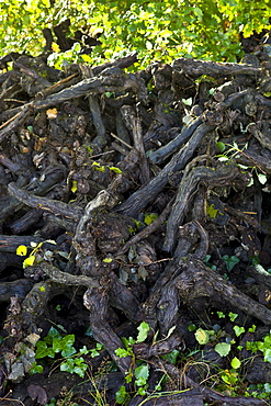 Stumps of old pruned vine stalks in wine region of Bordeaux, France