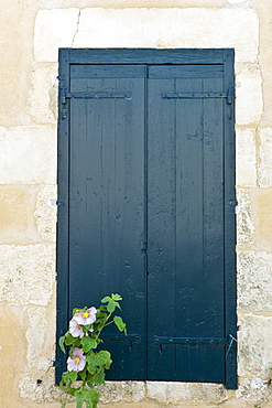 Traditional French shutters and Lavatera flowering shrub at St Martin de Re, Ile de Re, France