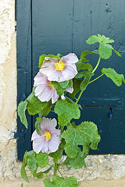 Traditional Lavatera flowering shrub at St Martin de Re, Ile de Re, France