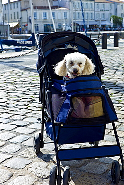 Traditional French poodle pampered pet in baby stroller by the harbour at St Martin de Re,  Ile de Re, France