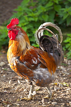 Chicken at Ferme de l'Eglise, Houesville, Normandy, France