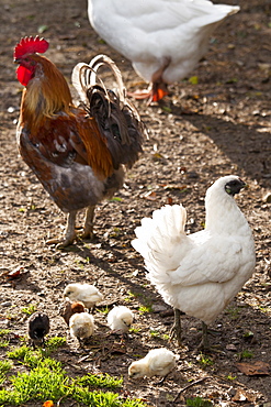 Chicken family hen, cockerel and chicks at Ferme de l'Eglise, Houesville, Normandy, France