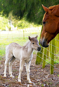 Shetland pony  foal meeting horse in neighbouring field, North Island, New Zealand