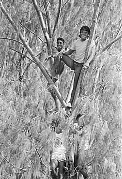 South Pacific islanders climb a tree for a vantage point at tribal gathering in Kiribati, Gilbert Islands, South Pacific