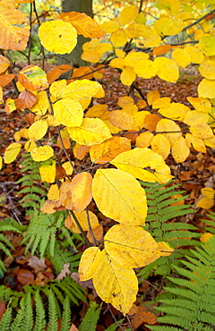 Beech leaves and ferns in woodland during autumn in Oxfordshire, England