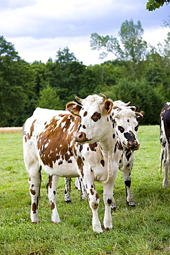 Brown and white French Normandy herd of cows in a meadow in rural Normandy, France