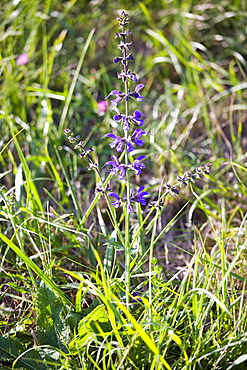 Wildflowers in France