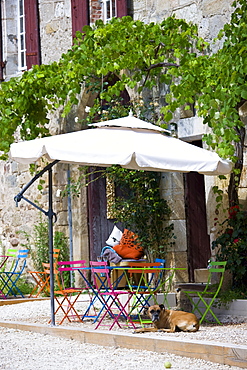 French dog on guard at cafe in historic town of St Jean de Cole, France