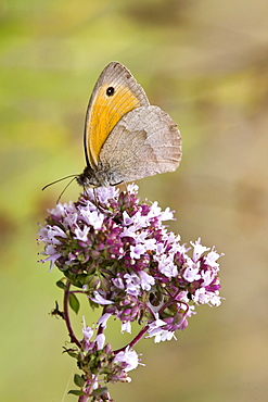 Butterfly searching for nectar in the Dordogne, France