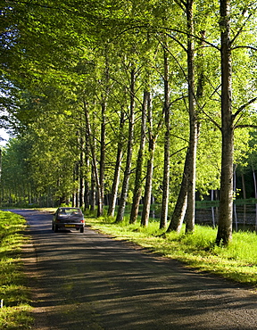 French saloon car in tree lined avenue near St Leon sur Vezere in the Perigord Noir region of France