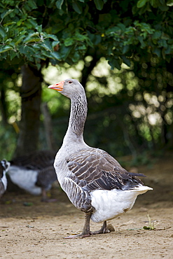 Grey goose used for Foie Gras near Sarlat, Perigord region, Dordogne, France